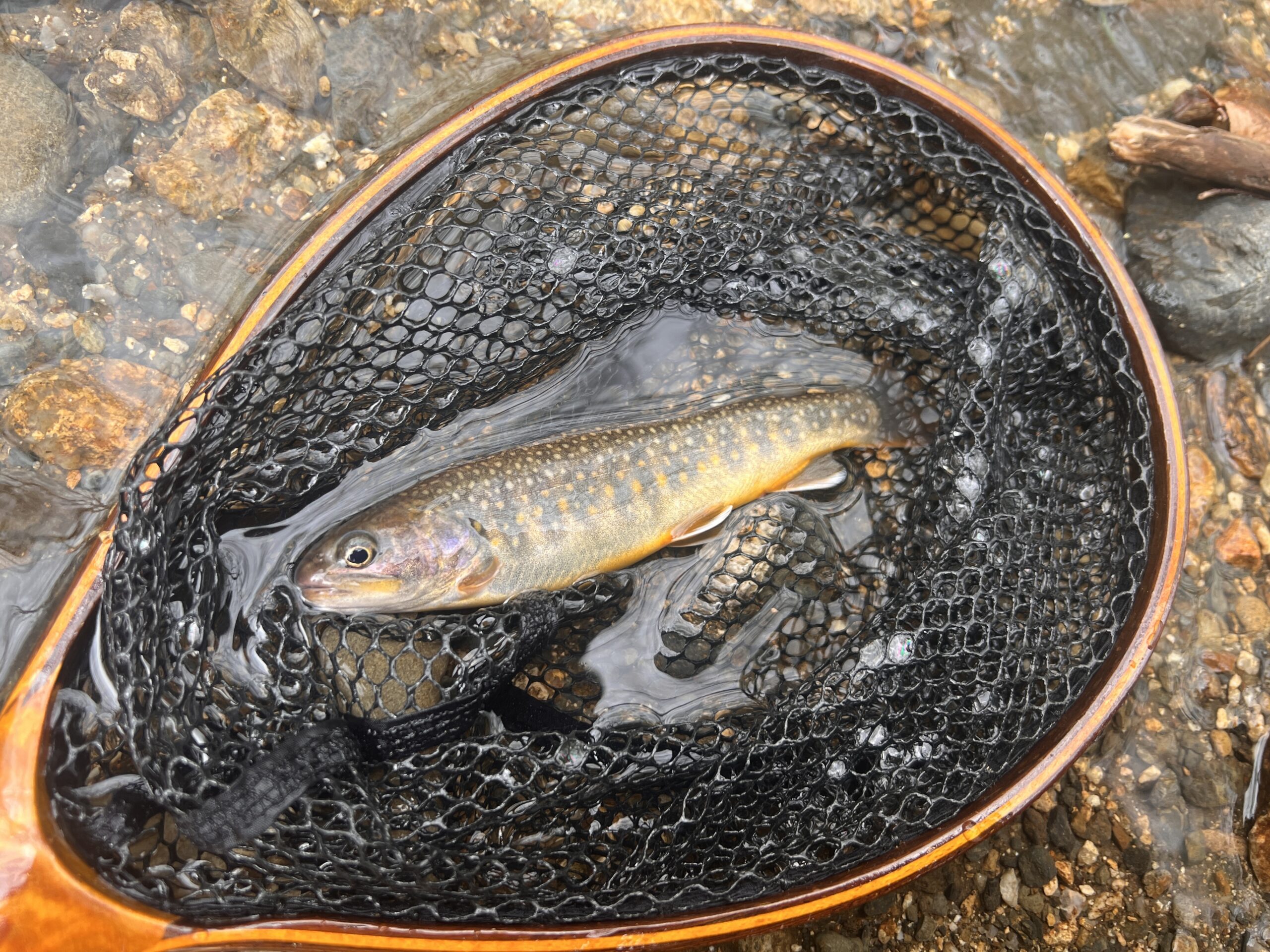 渓流ルアー釣り　イワナ