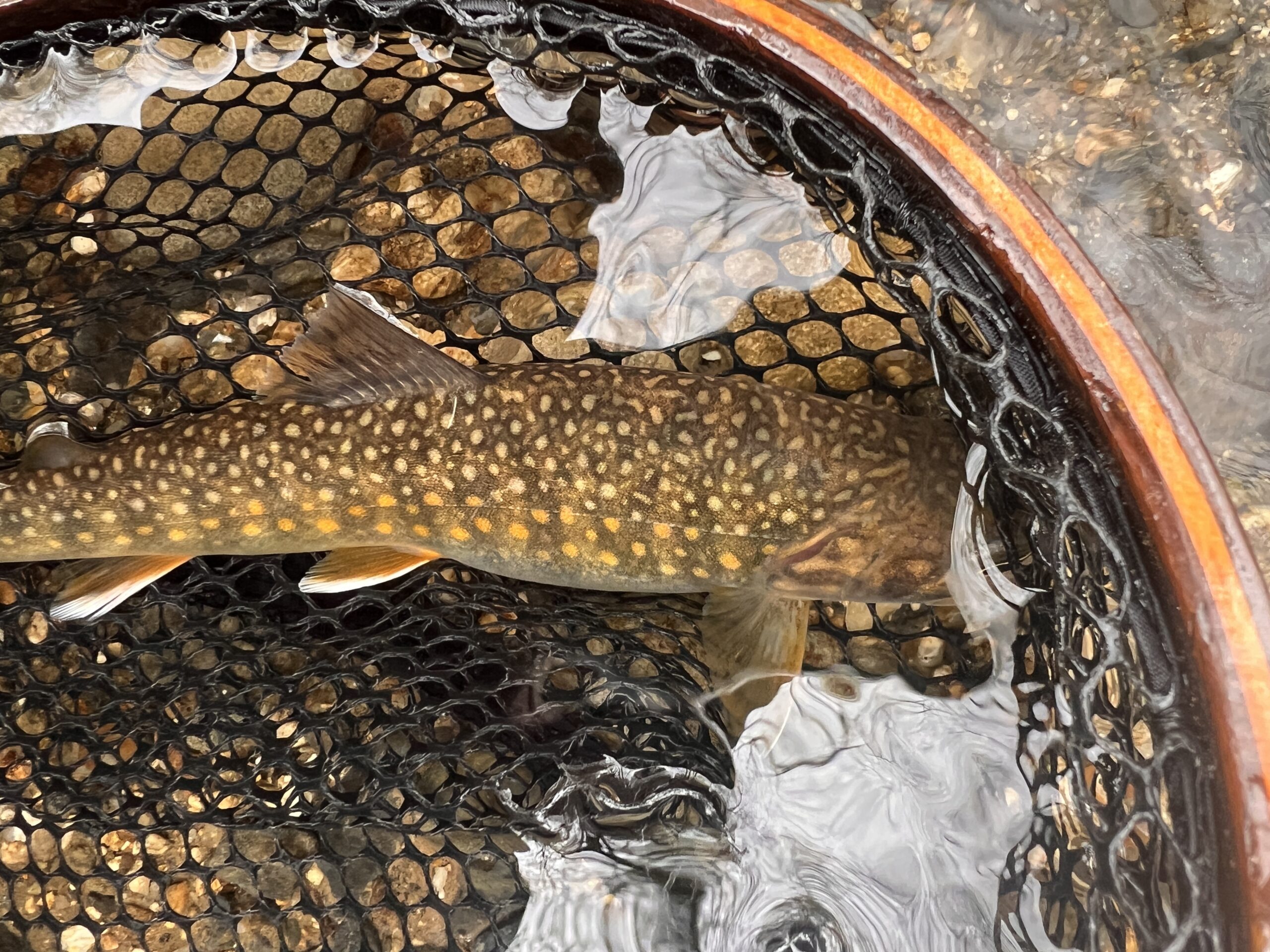 渓流ルアー釣り　天然イワナ