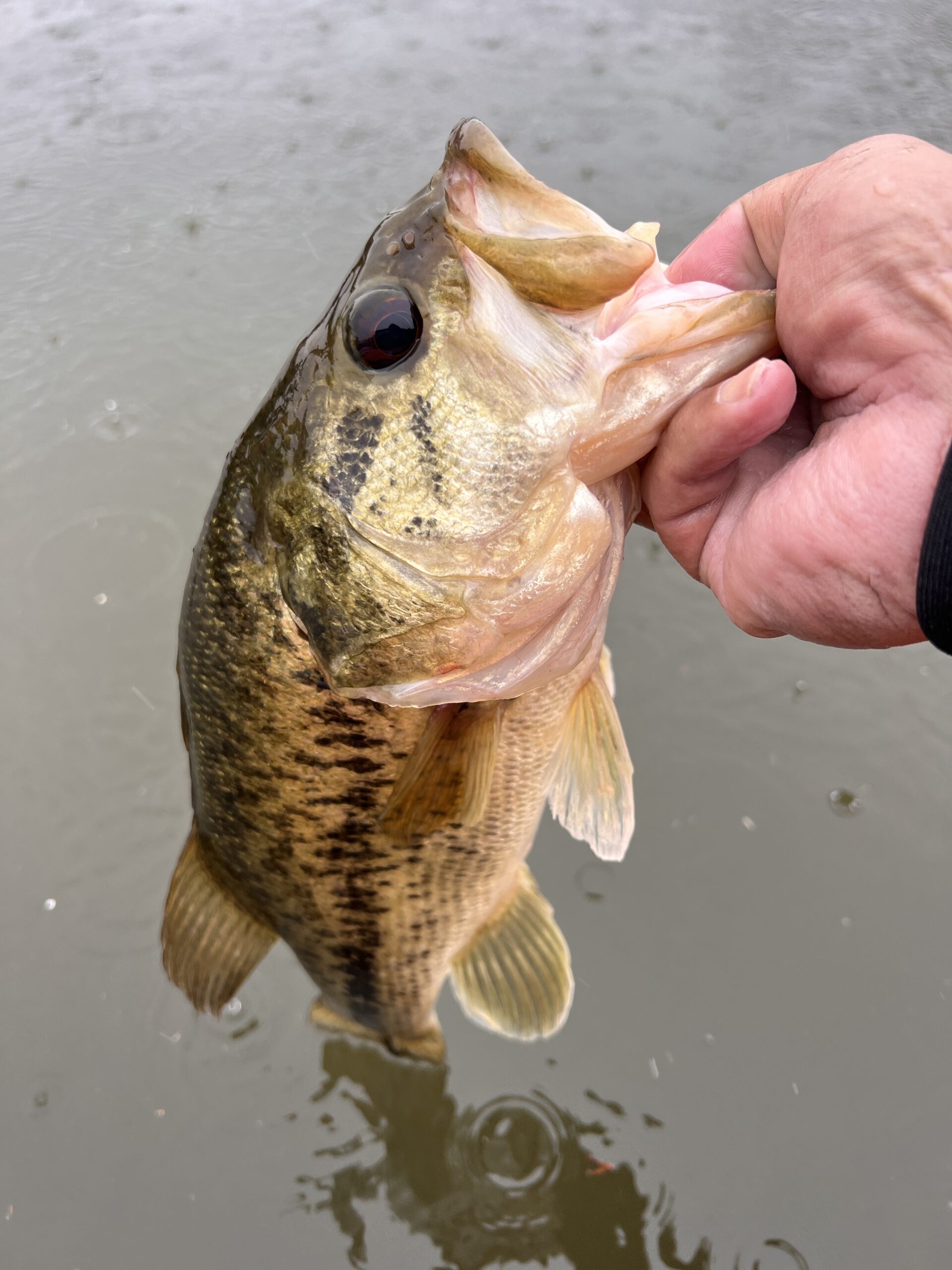 バストーナメント