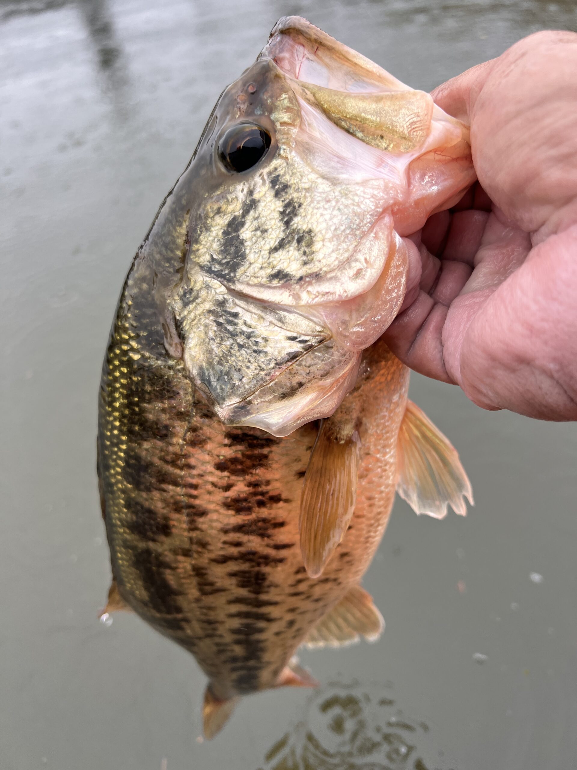 バストーナメント