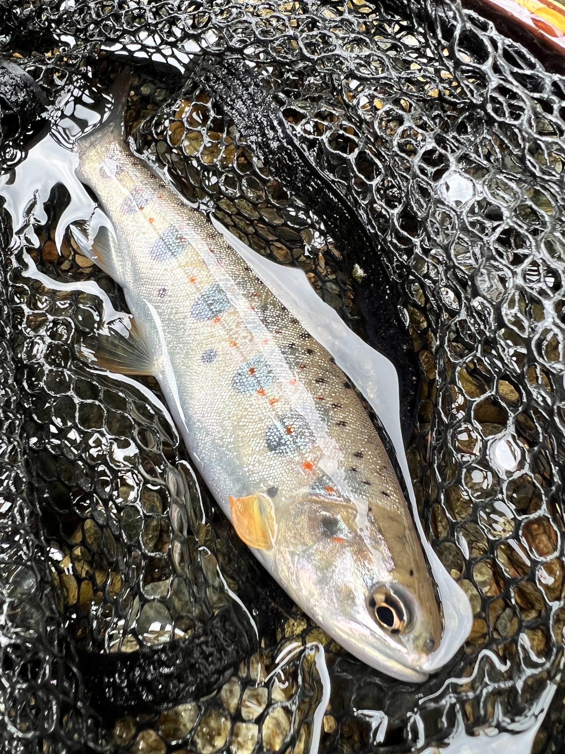 渓流の女王アマゴ