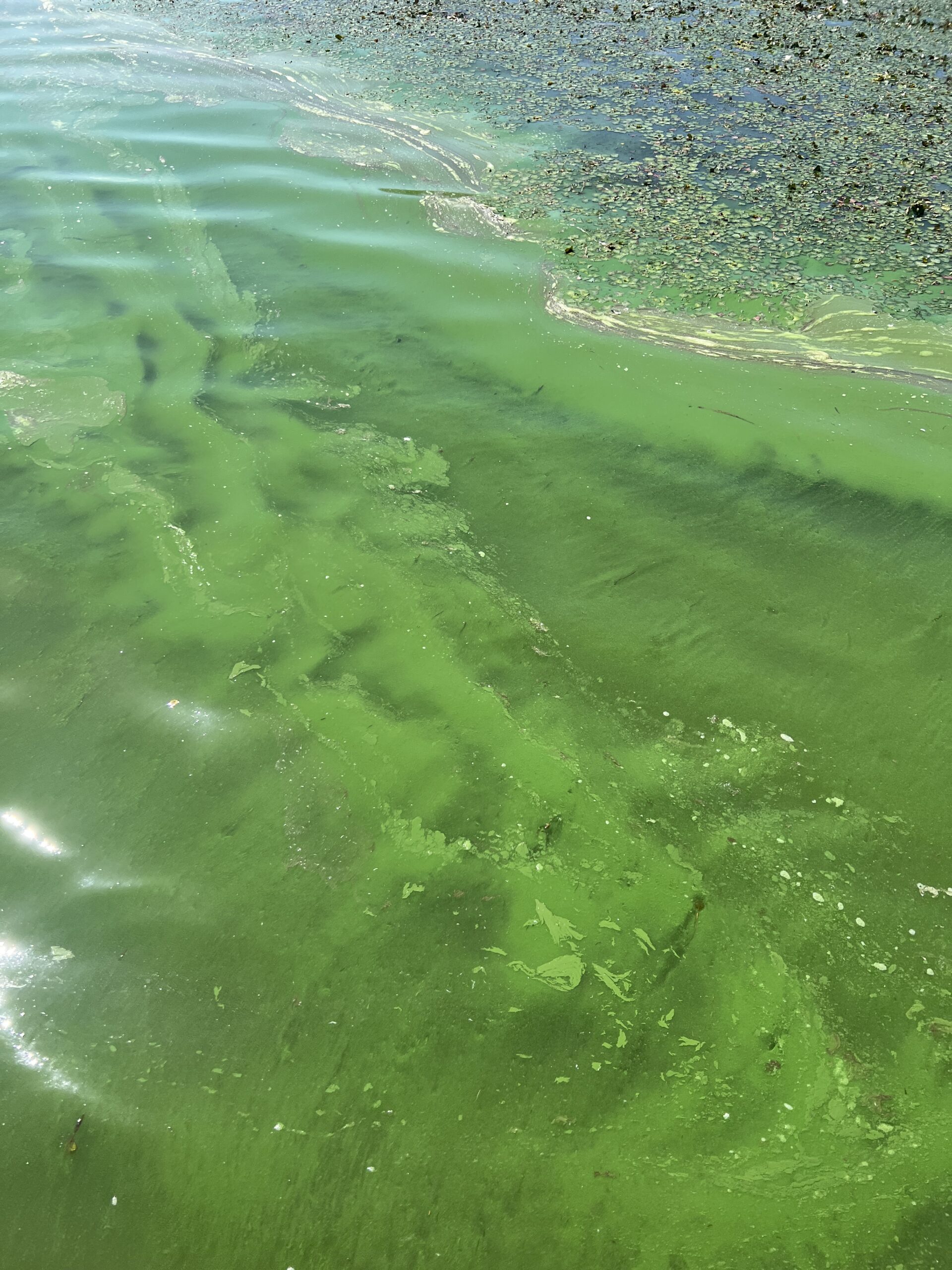 フリップ　フロッグ