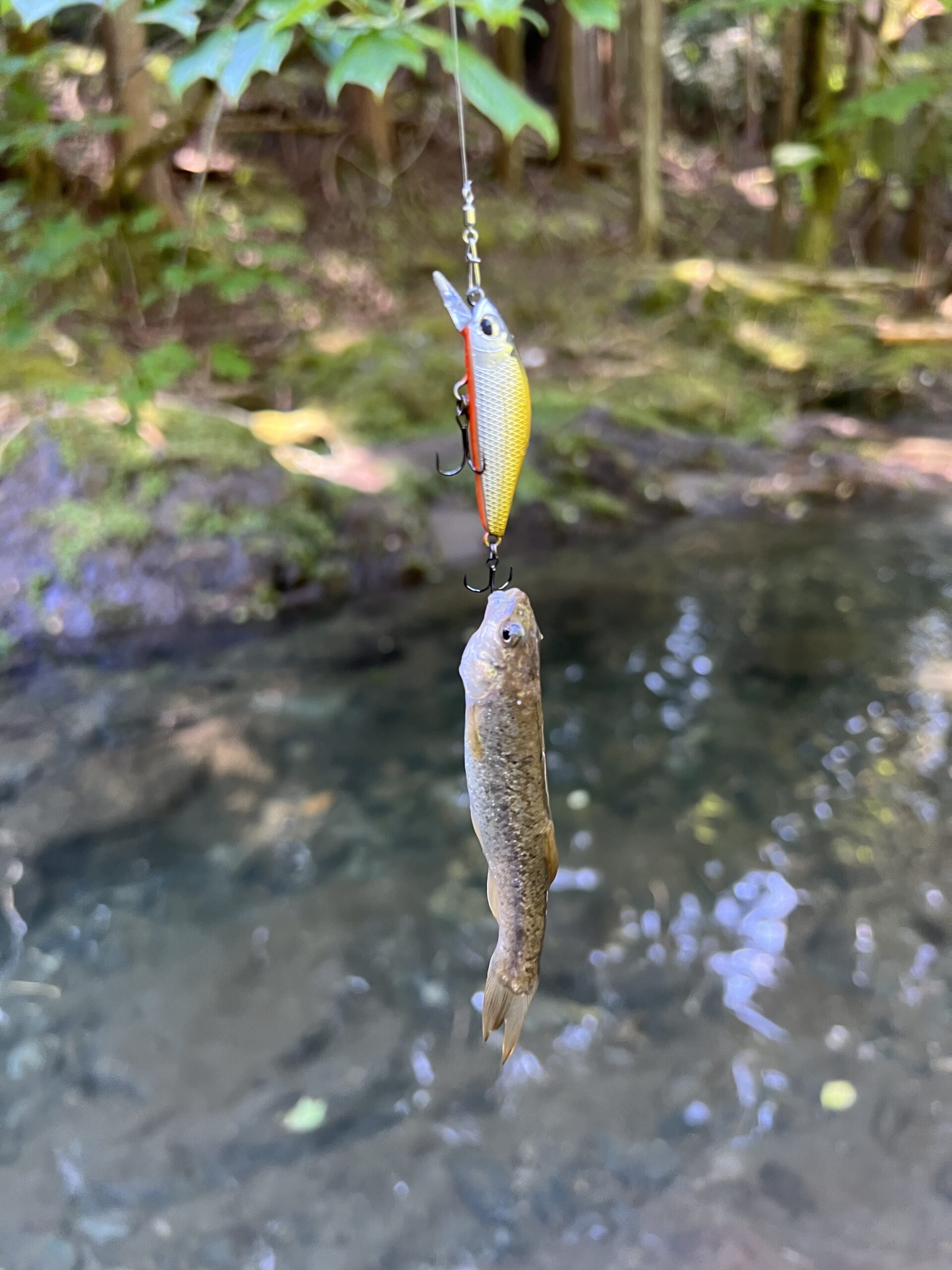 渓流で良く釣れるルアー