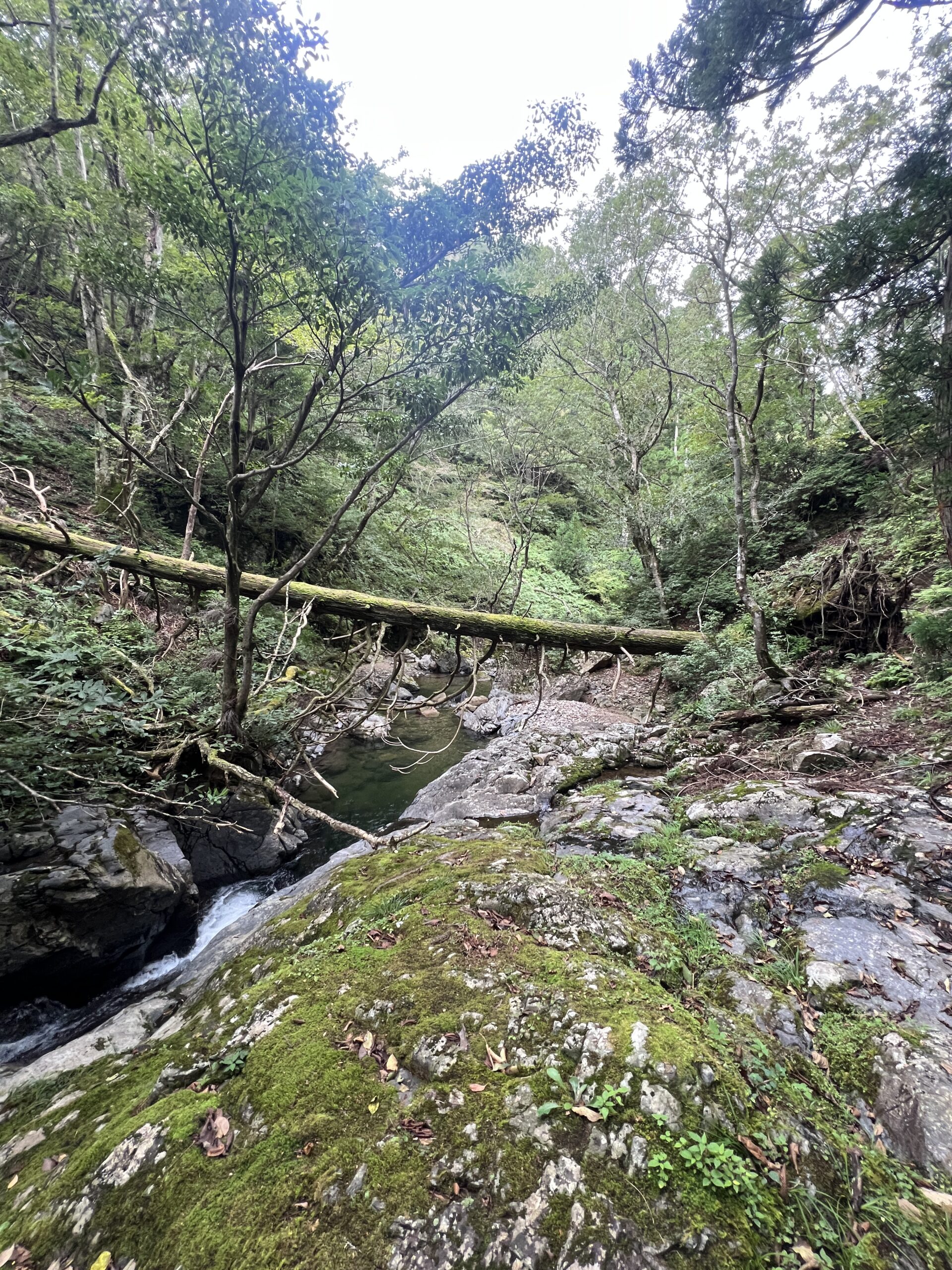 秋の渓流ルアー釣り