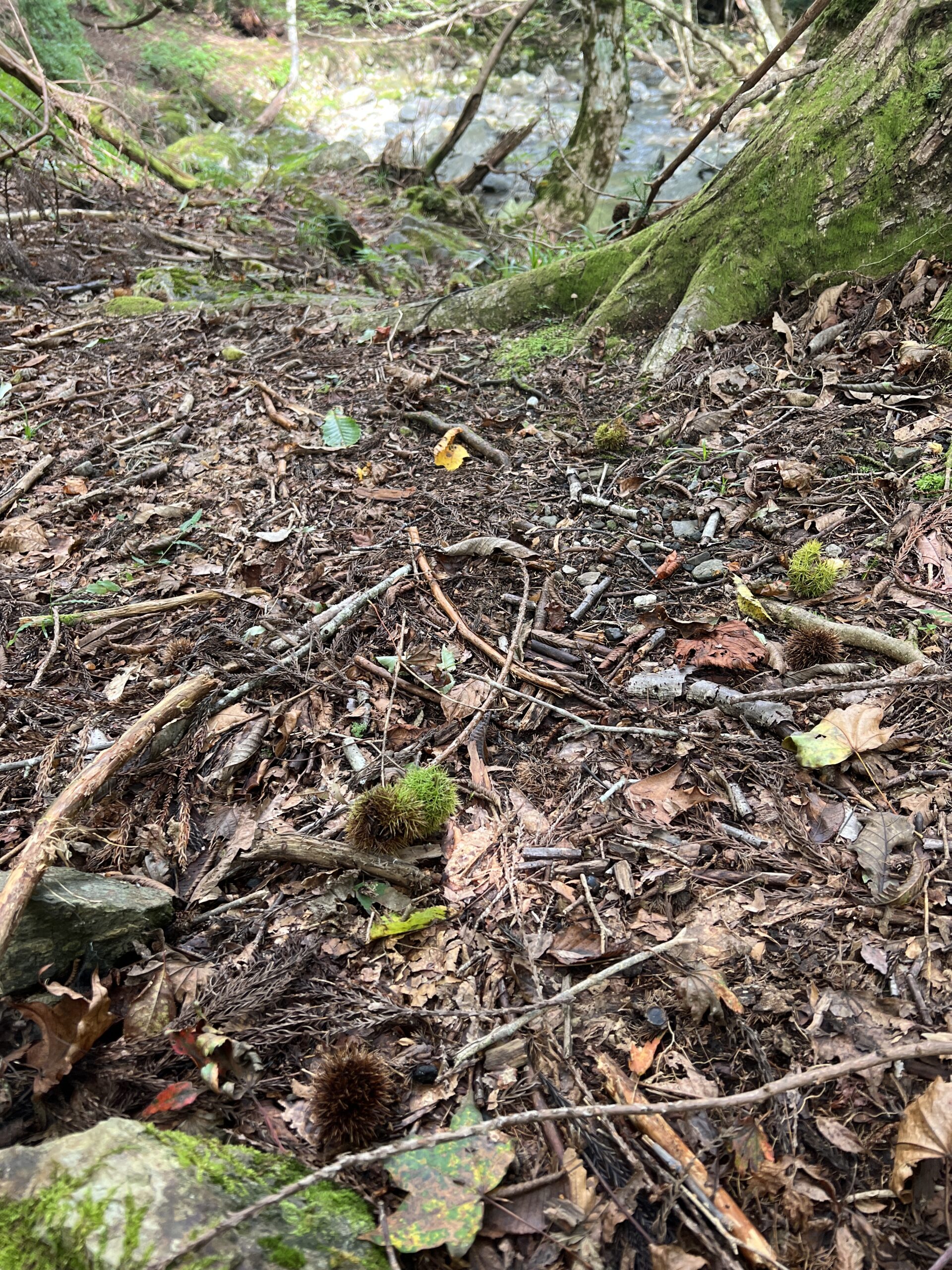 秋の渓流ルアー釣り