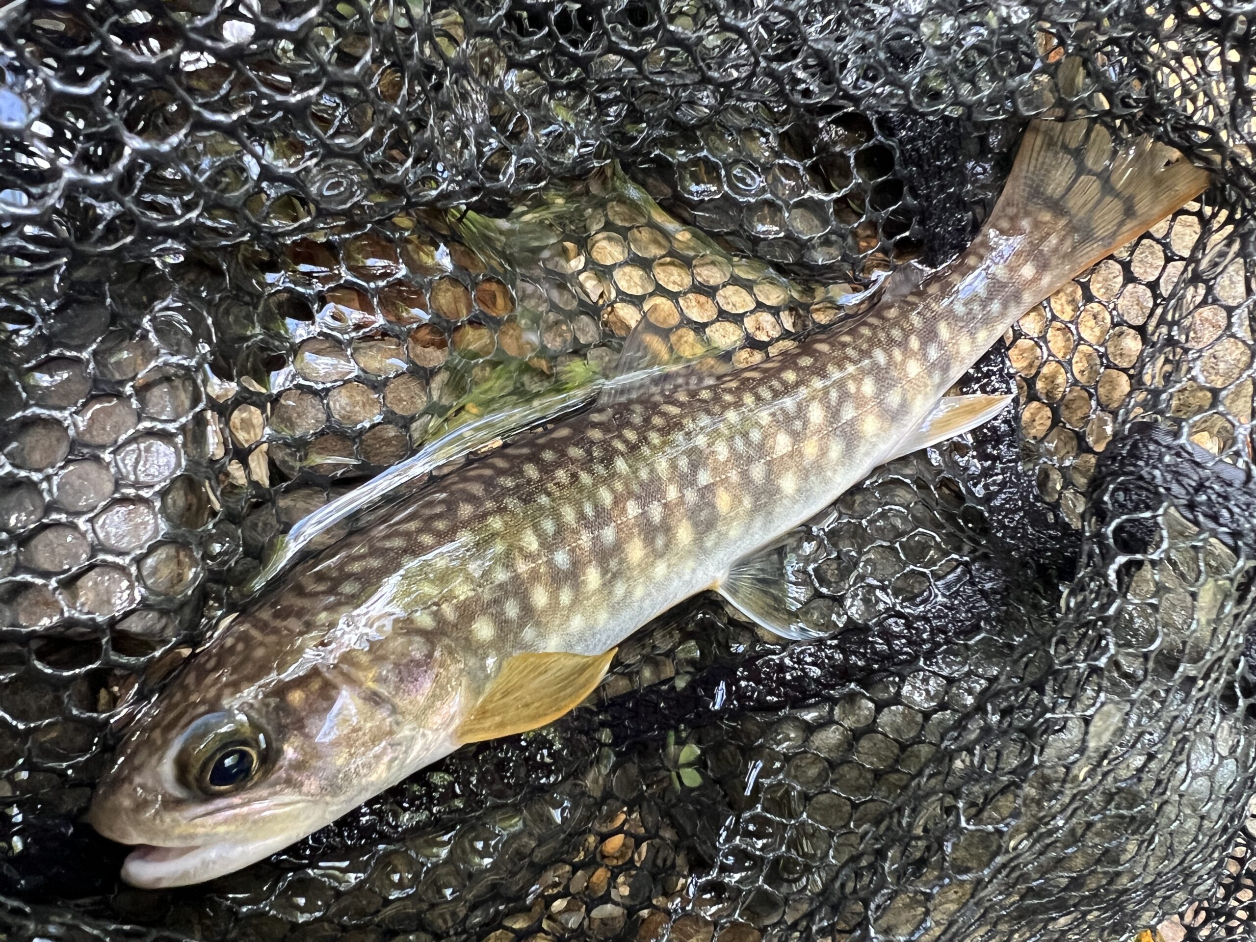 秋の渓流ルアー釣り