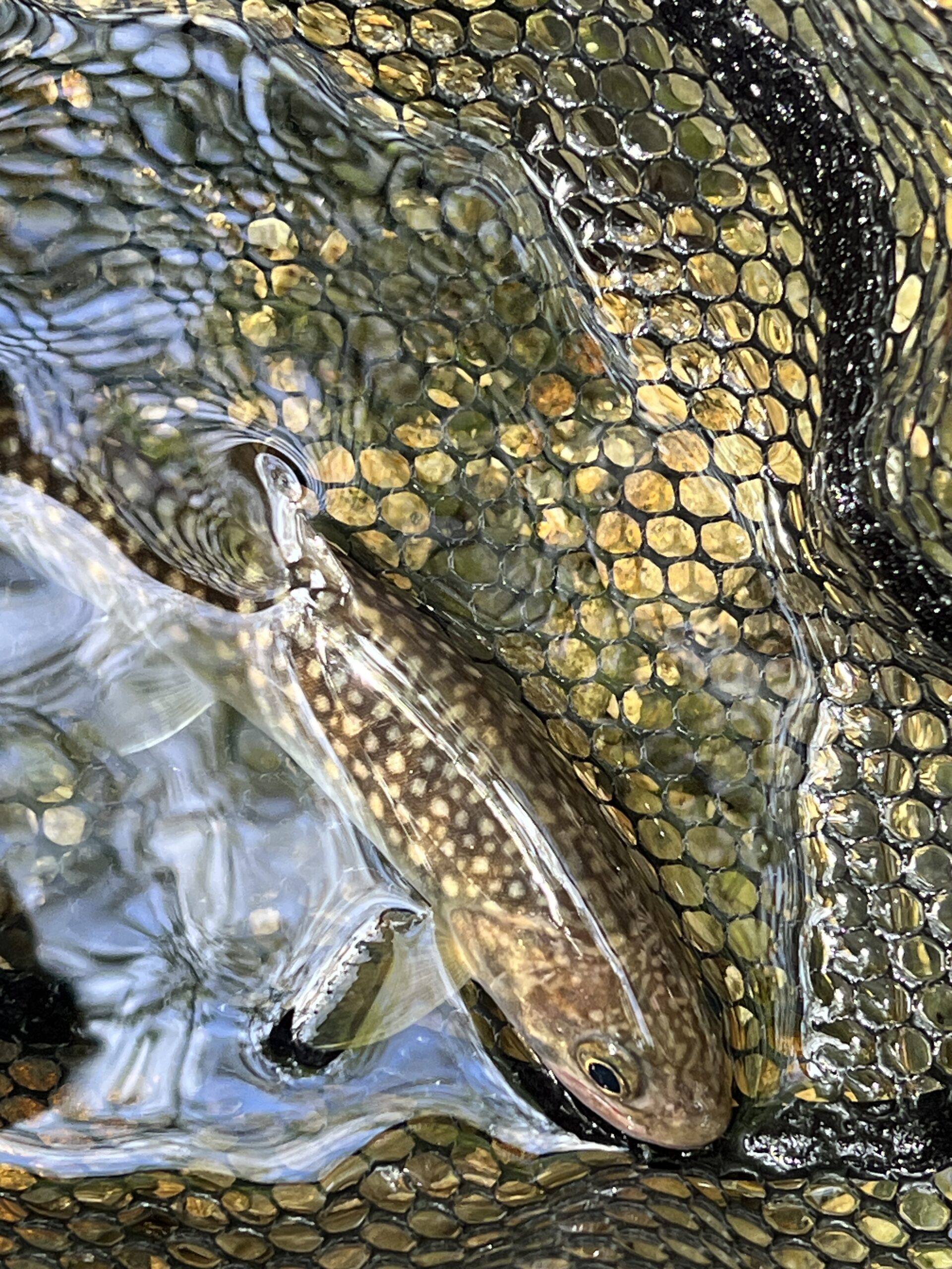 秋の渓流ルアー釣り