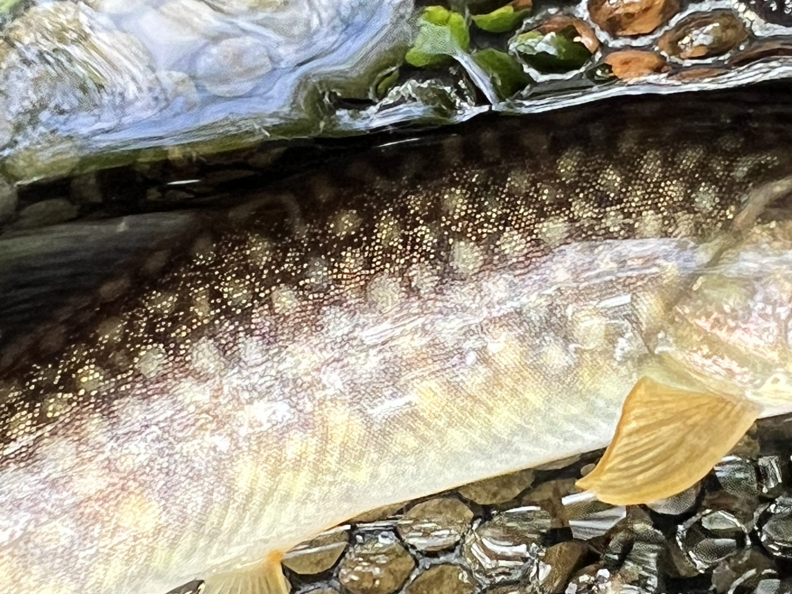 秋の渓流ルアー釣り