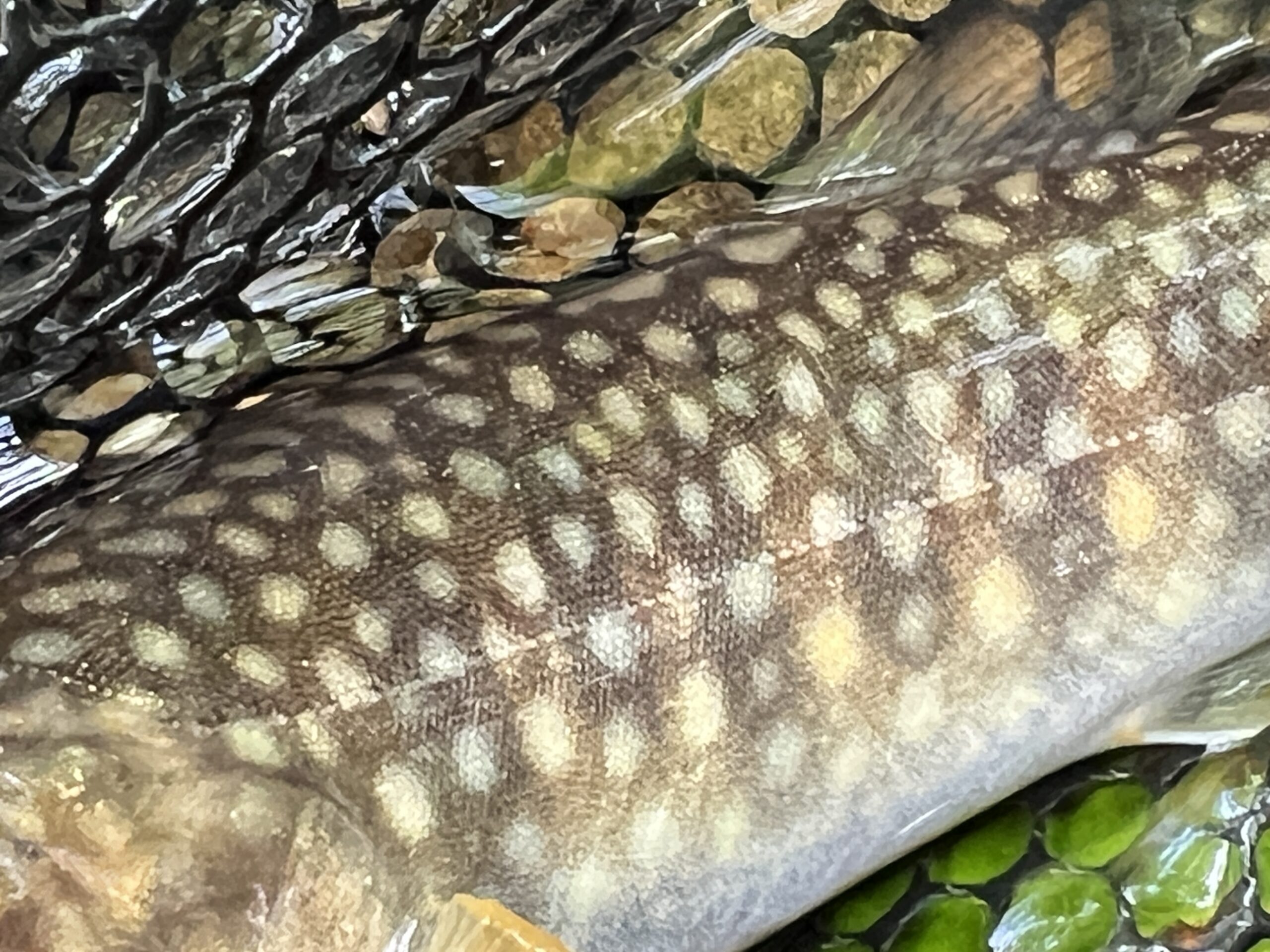 秋の渓流ルアー釣り