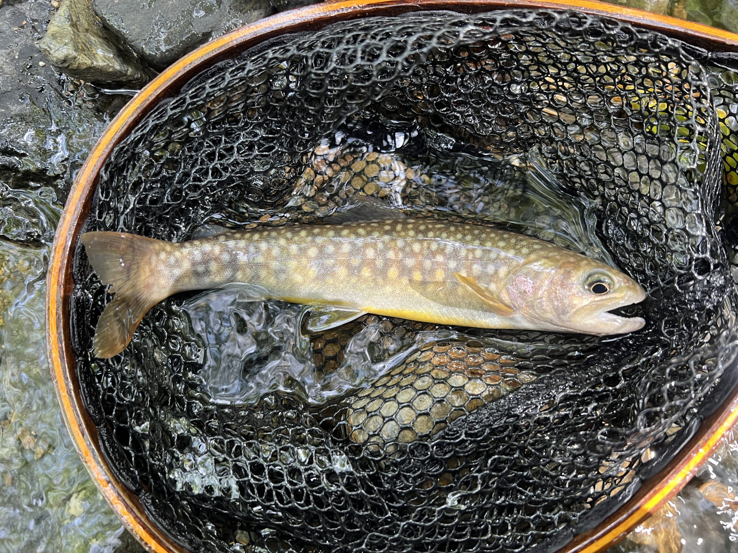 秋の渓流ルアー釣り