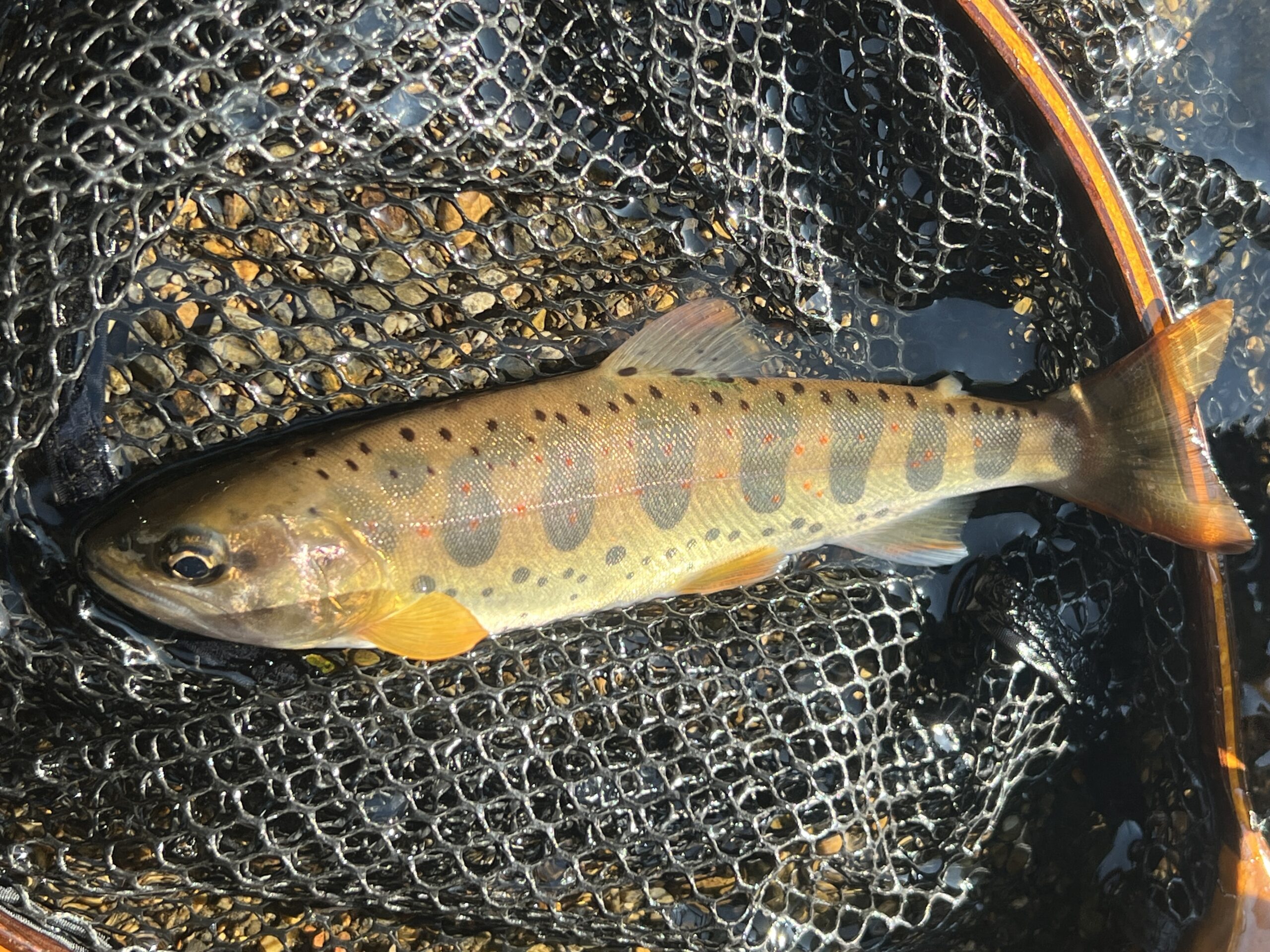 渓流ルアー釣り