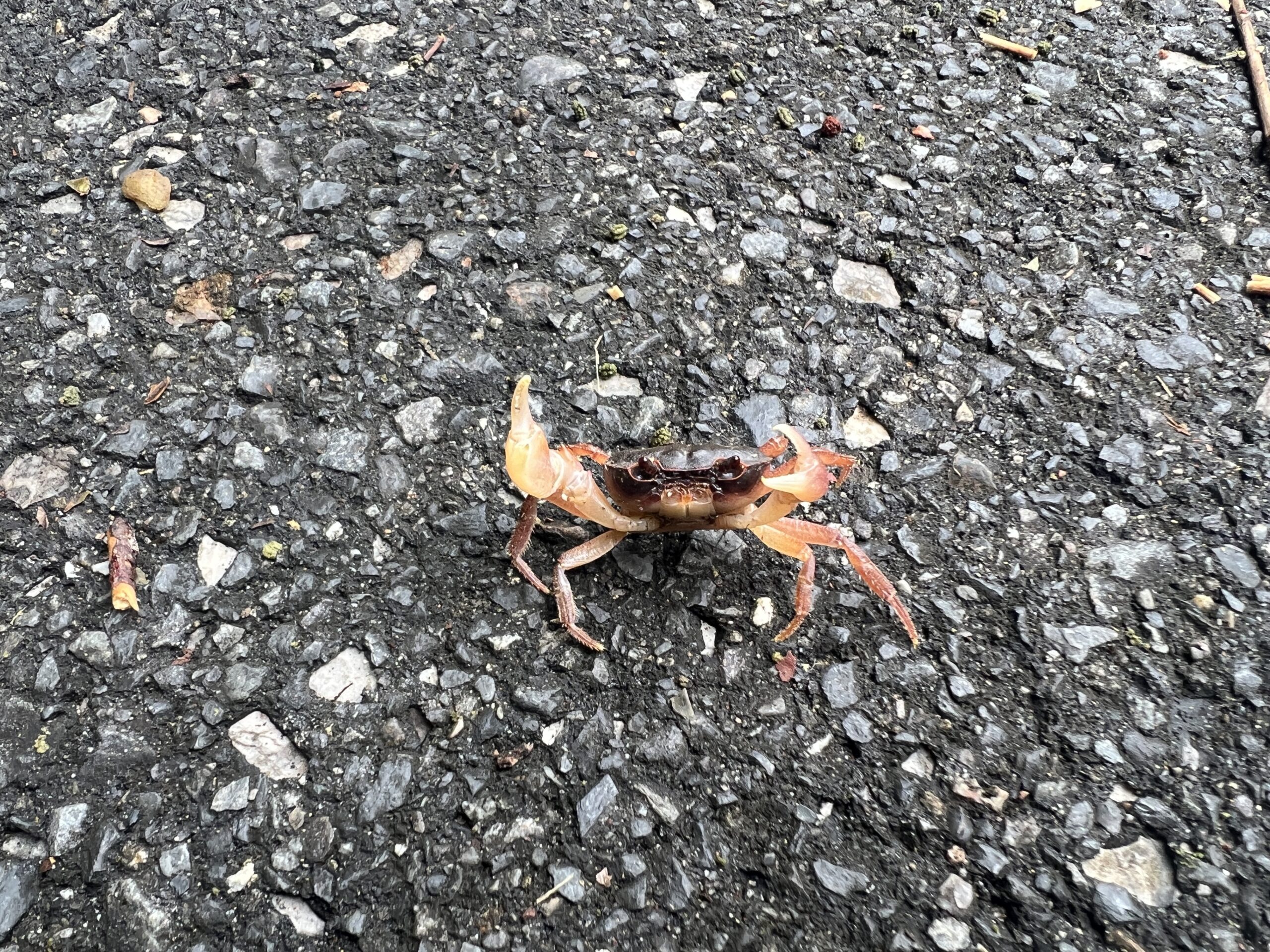 林道ツーリング