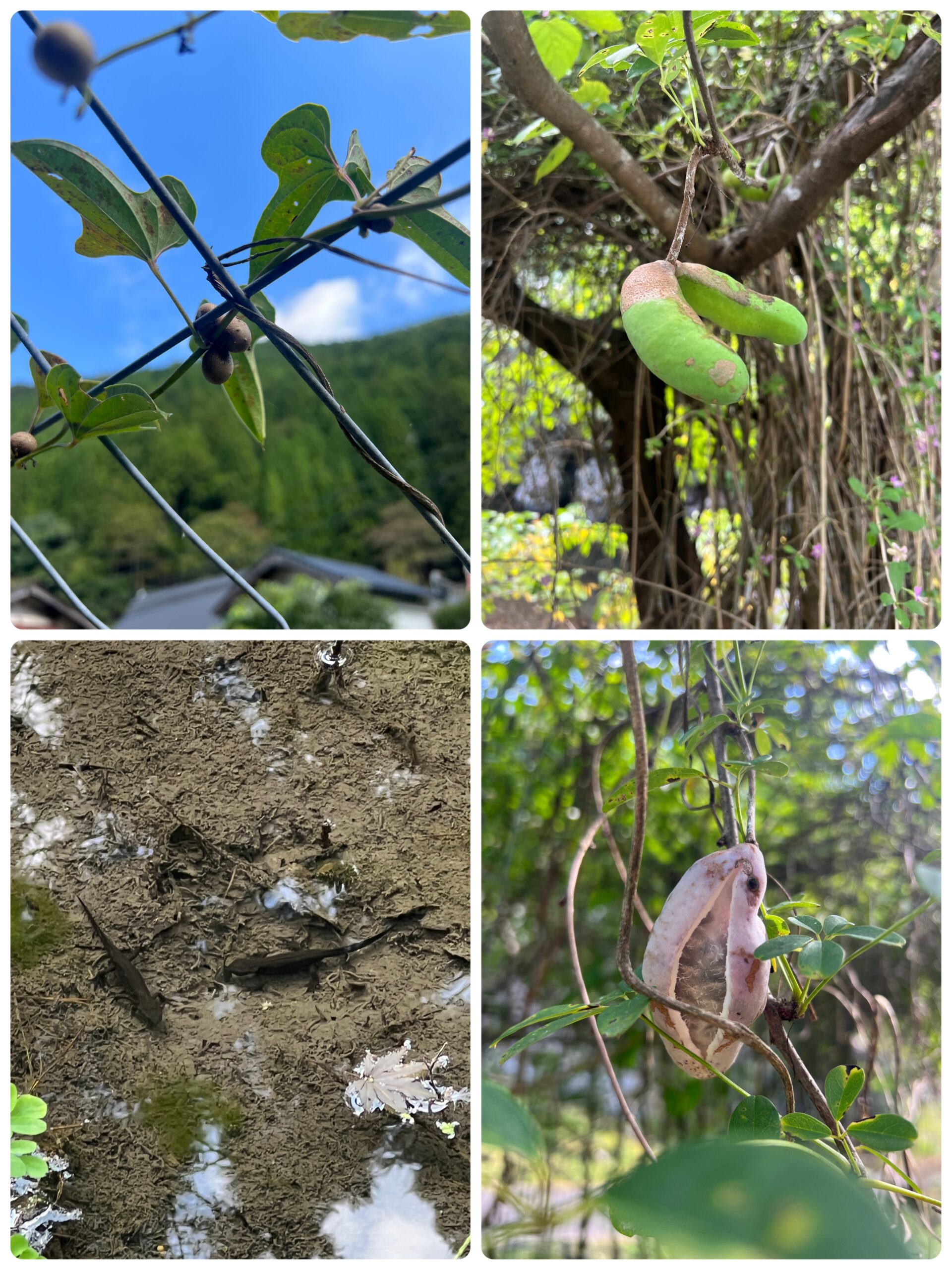 渓流ルアー釣り