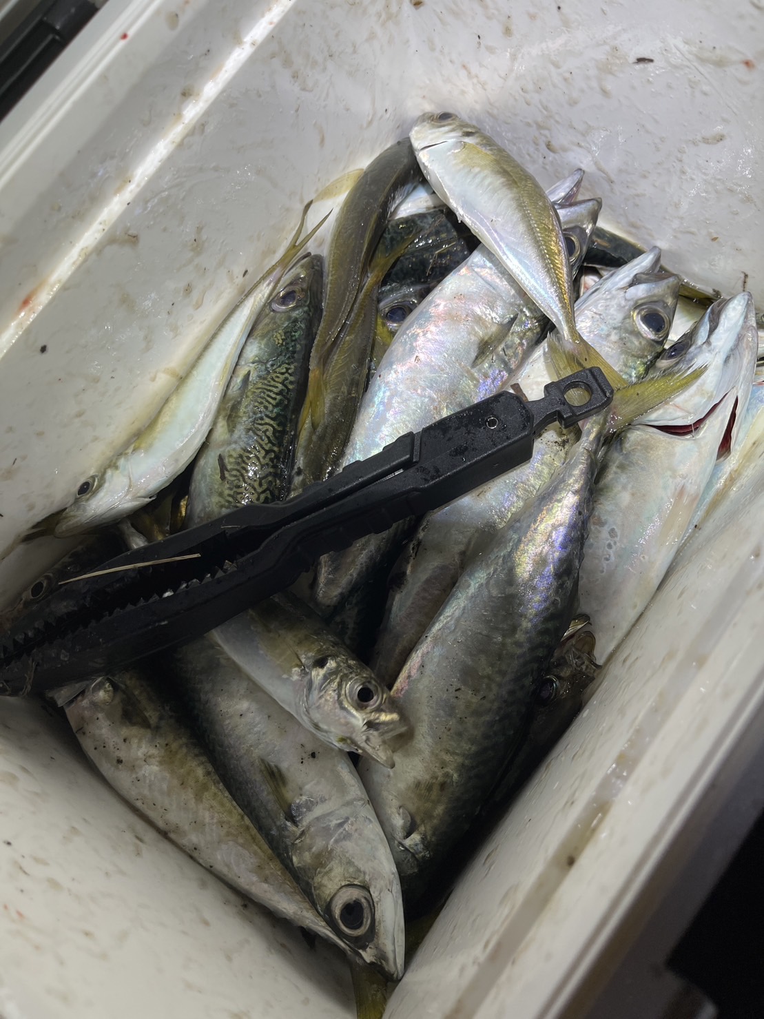 淡路島アジング