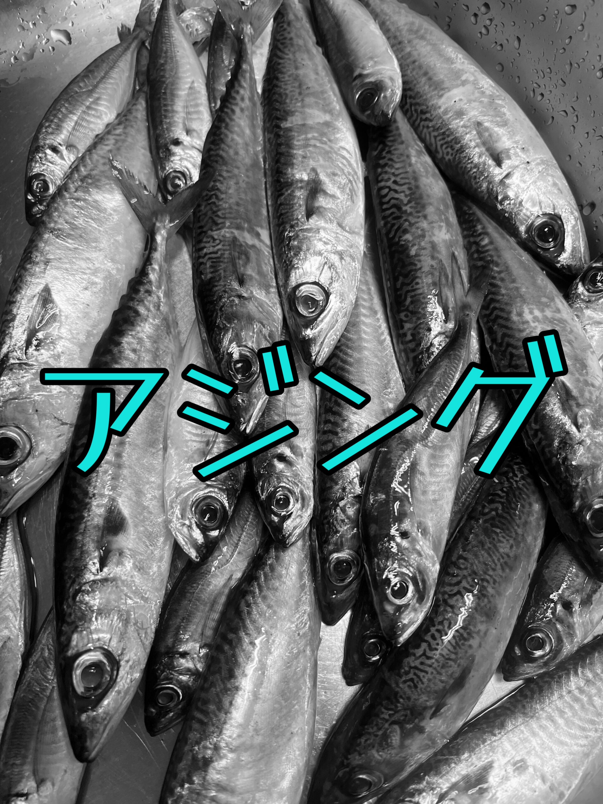 淡路島アジング