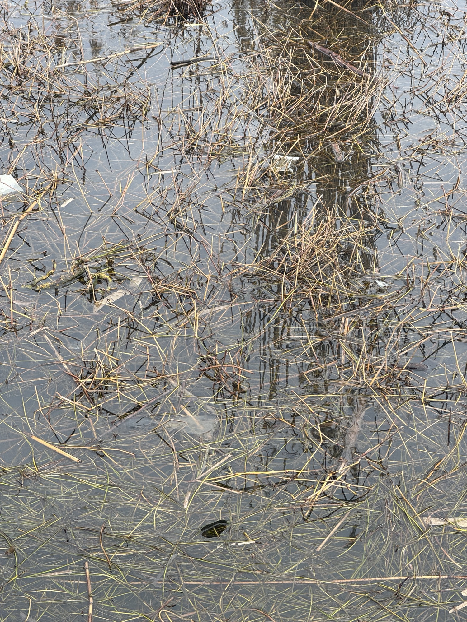 琵琶湖オープン