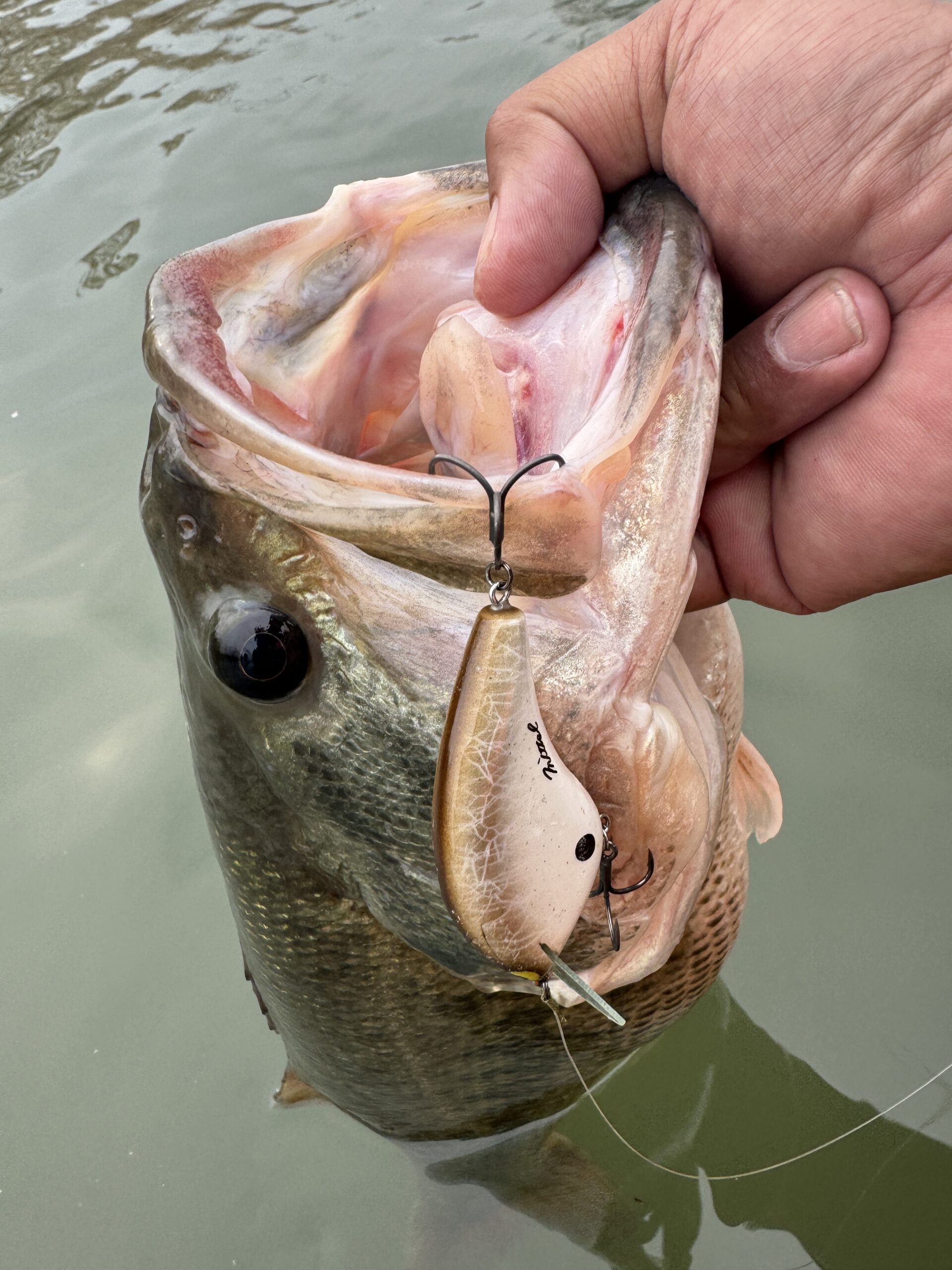 バストーナメント