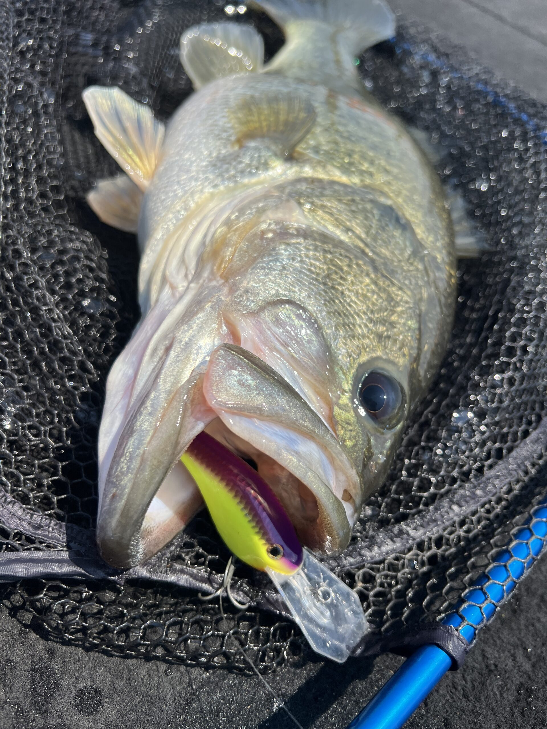 ランディングネット