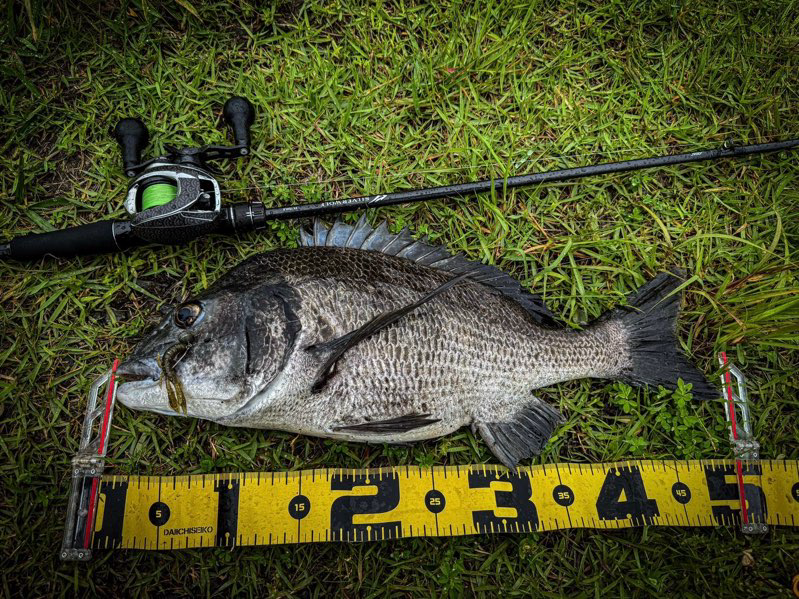 ベイトチニング