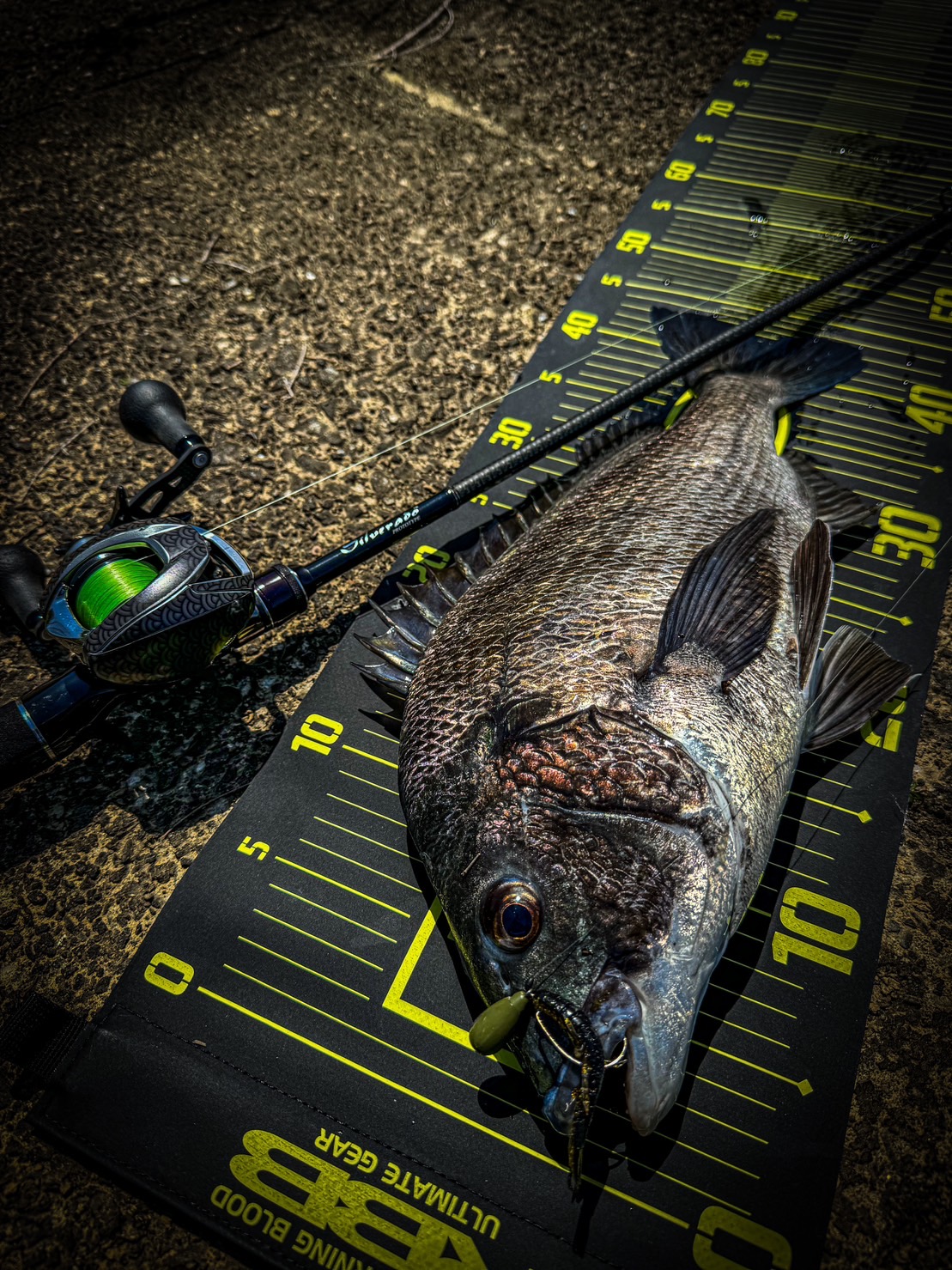 ベイトチニング