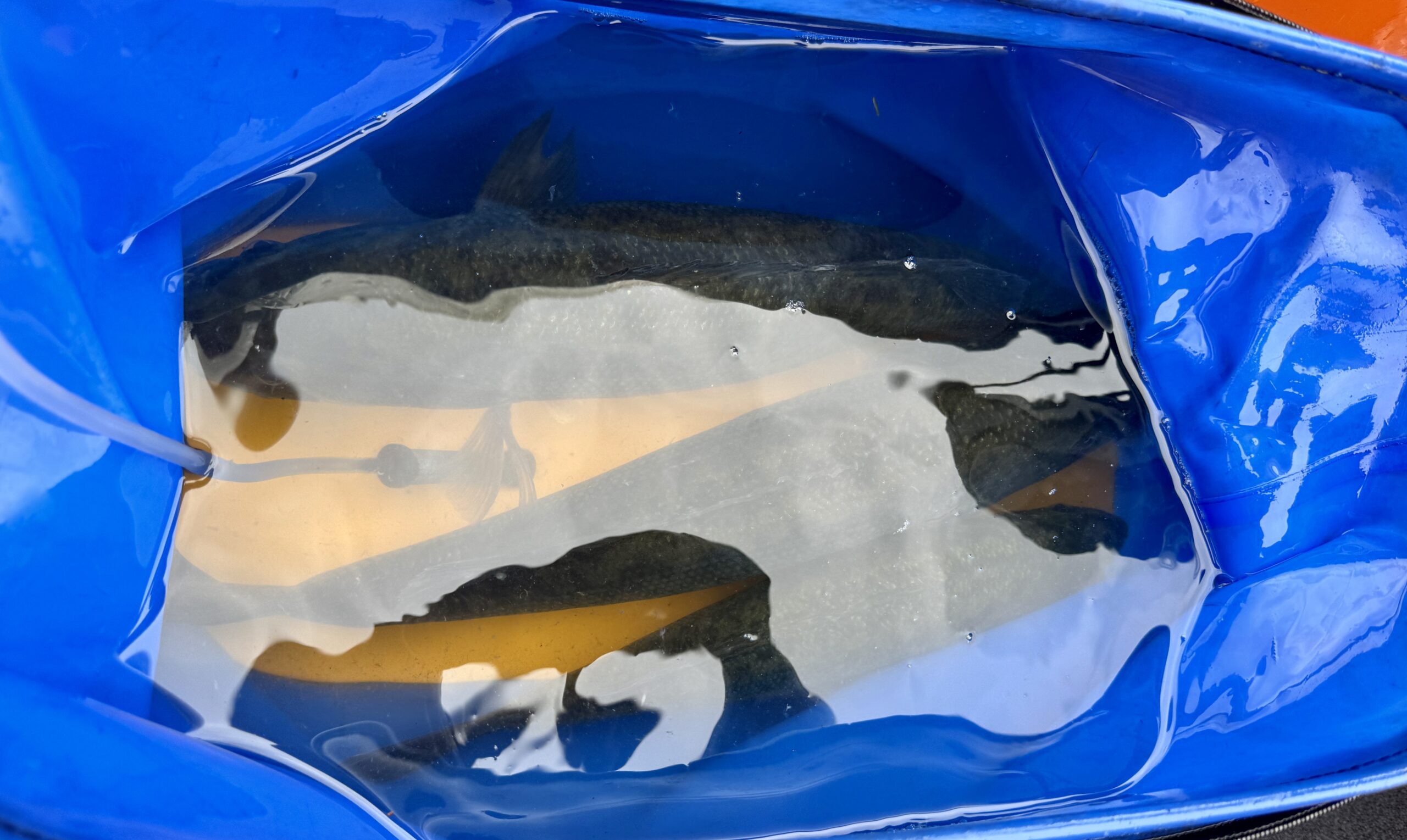 琵琶湖バスフィッシング