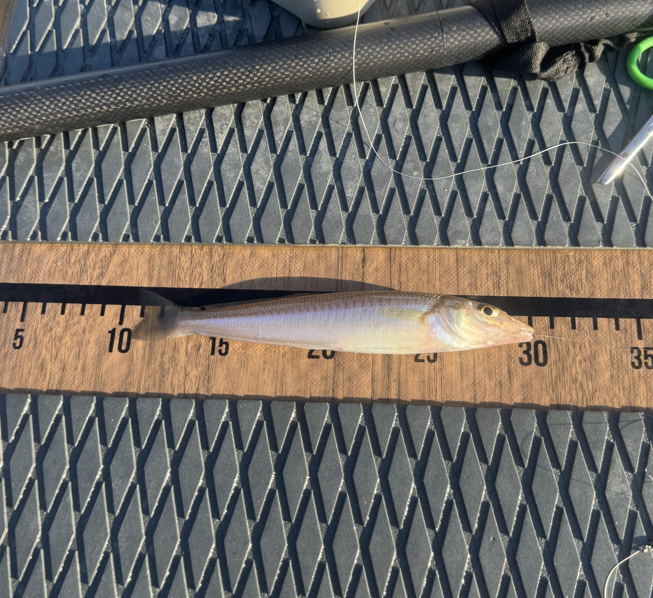 SUPフィッシング