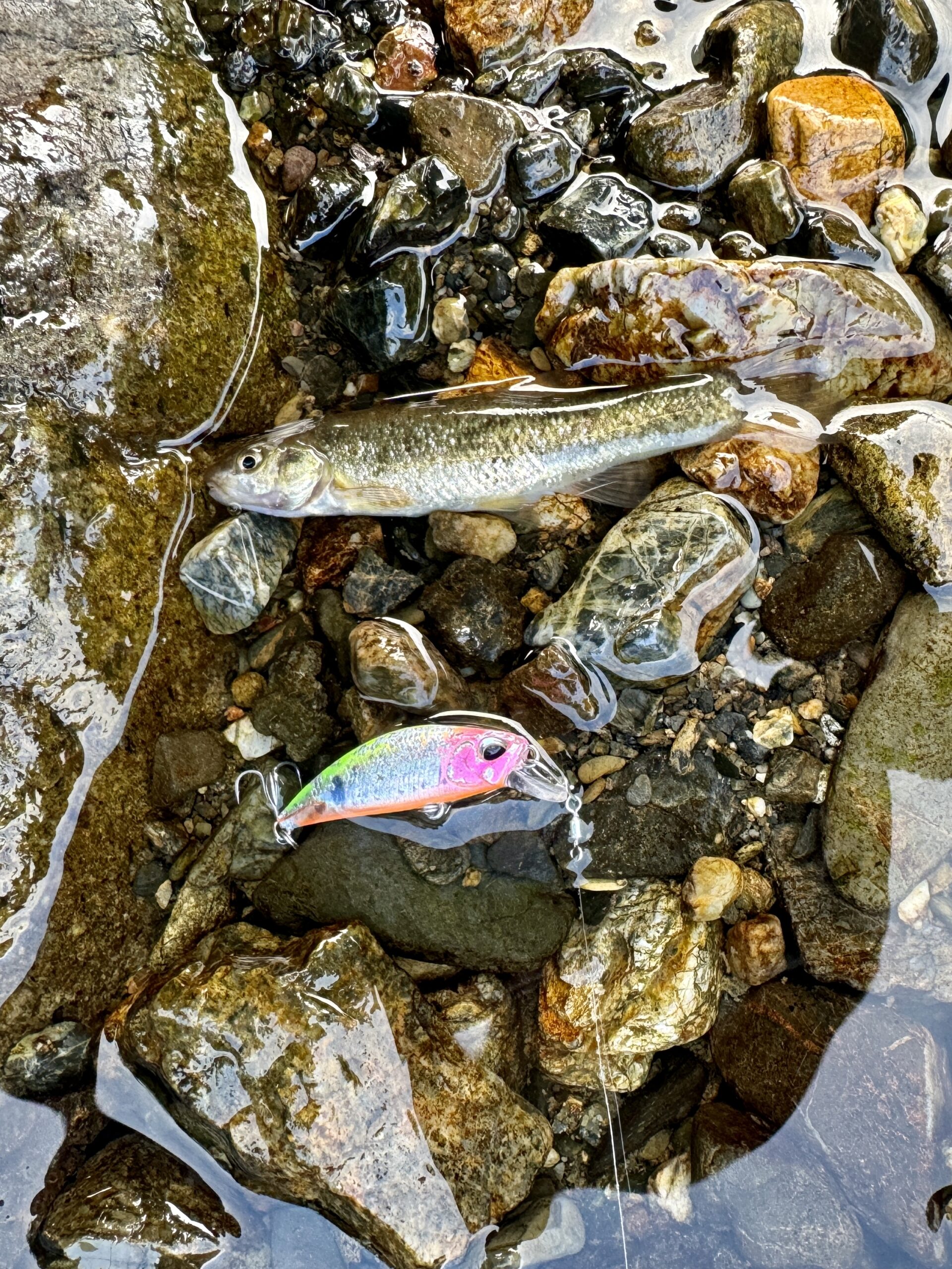 渓流ルアー釣り