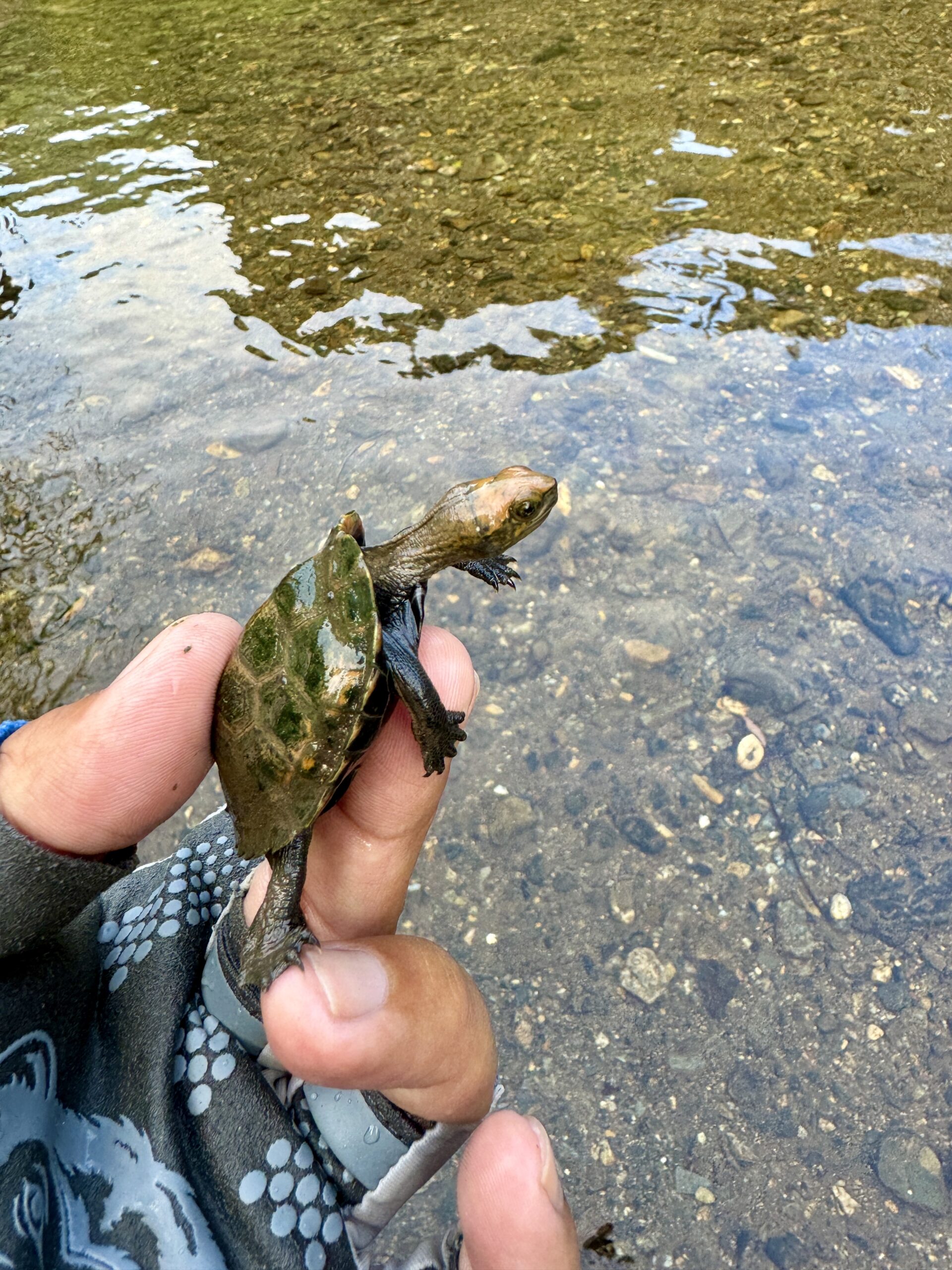 渓流ルアー釣り