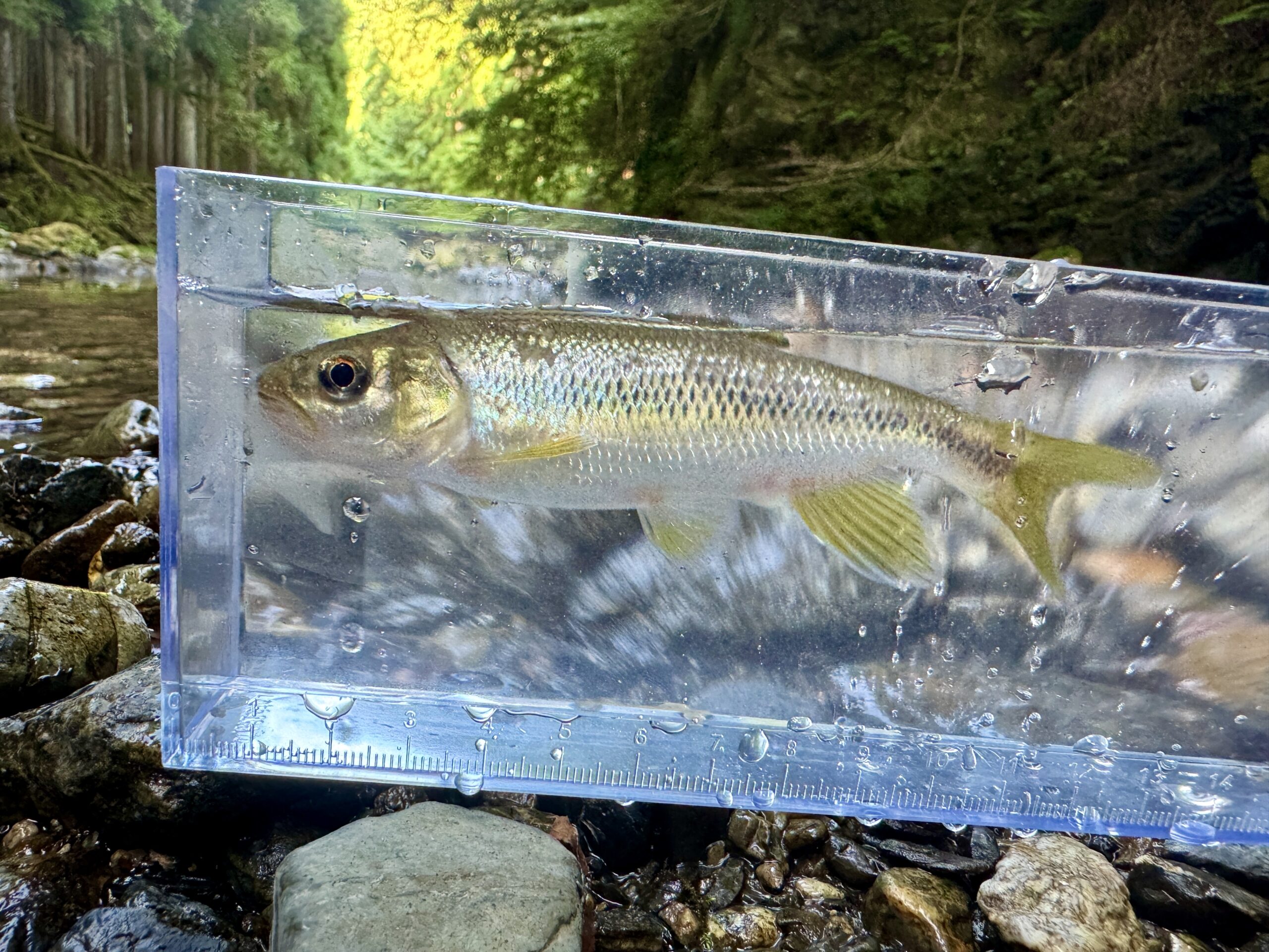 渓流ルアー釣り