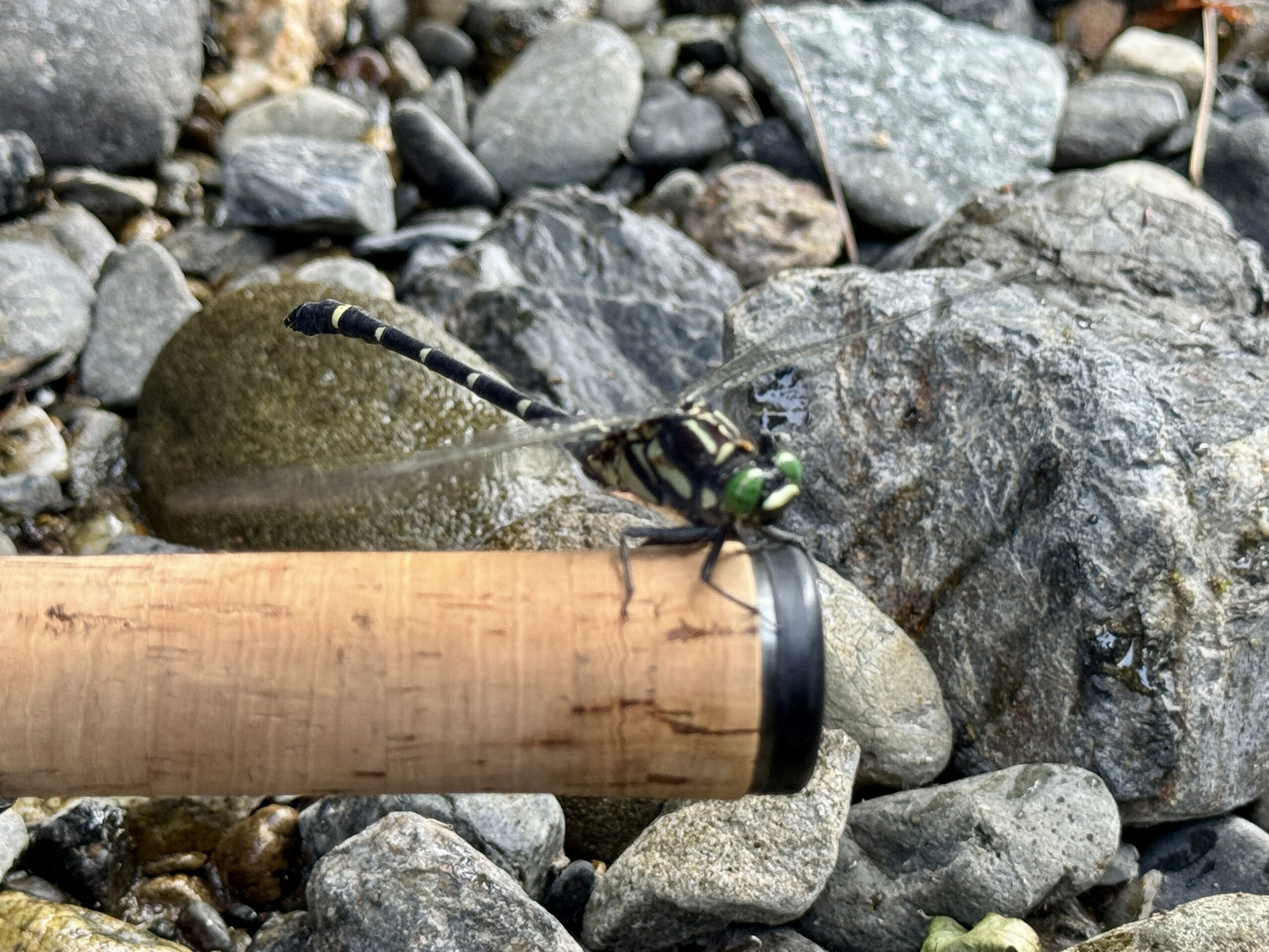 渓流ルアー釣り