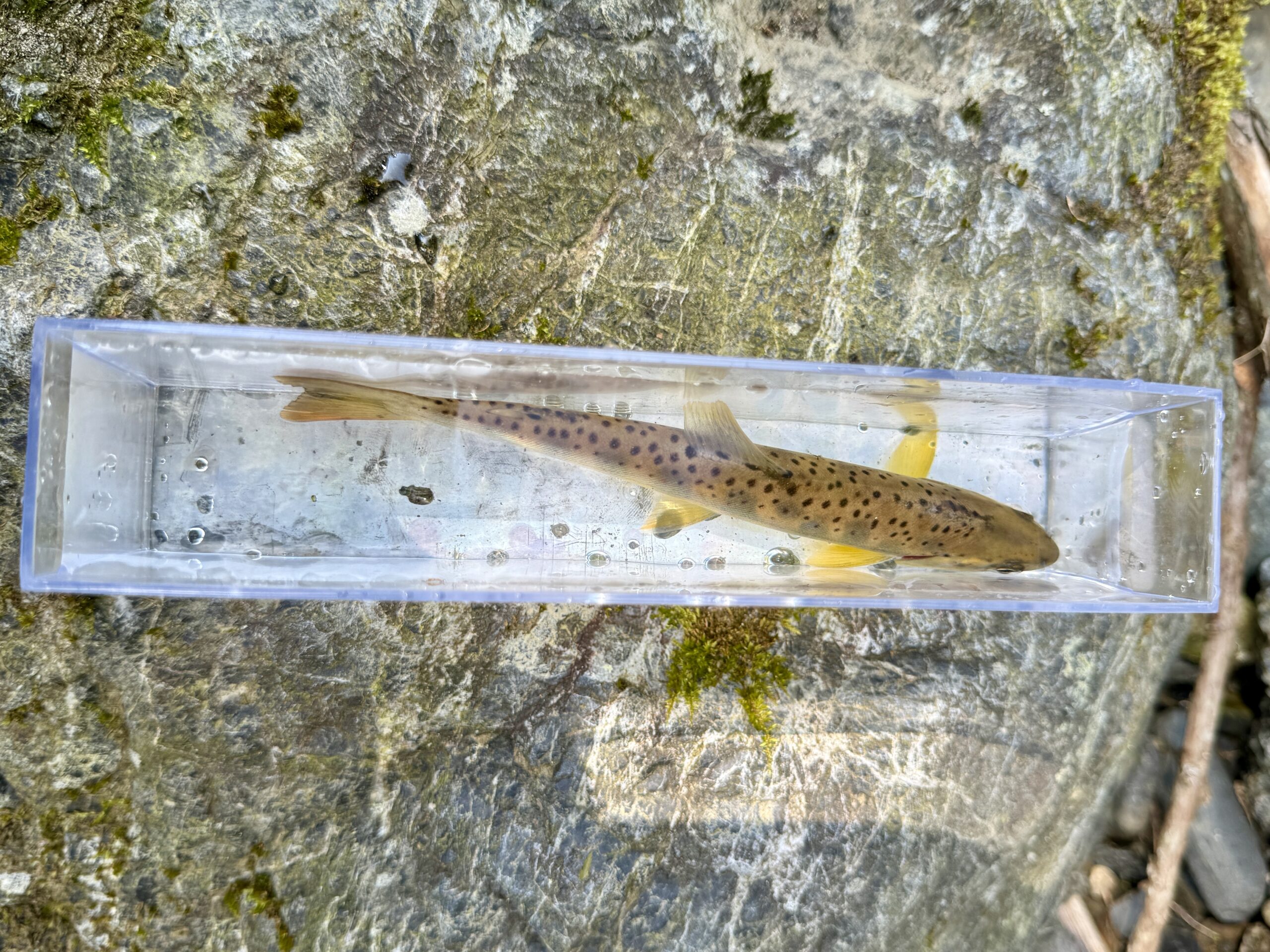 渓流ルアー釣り