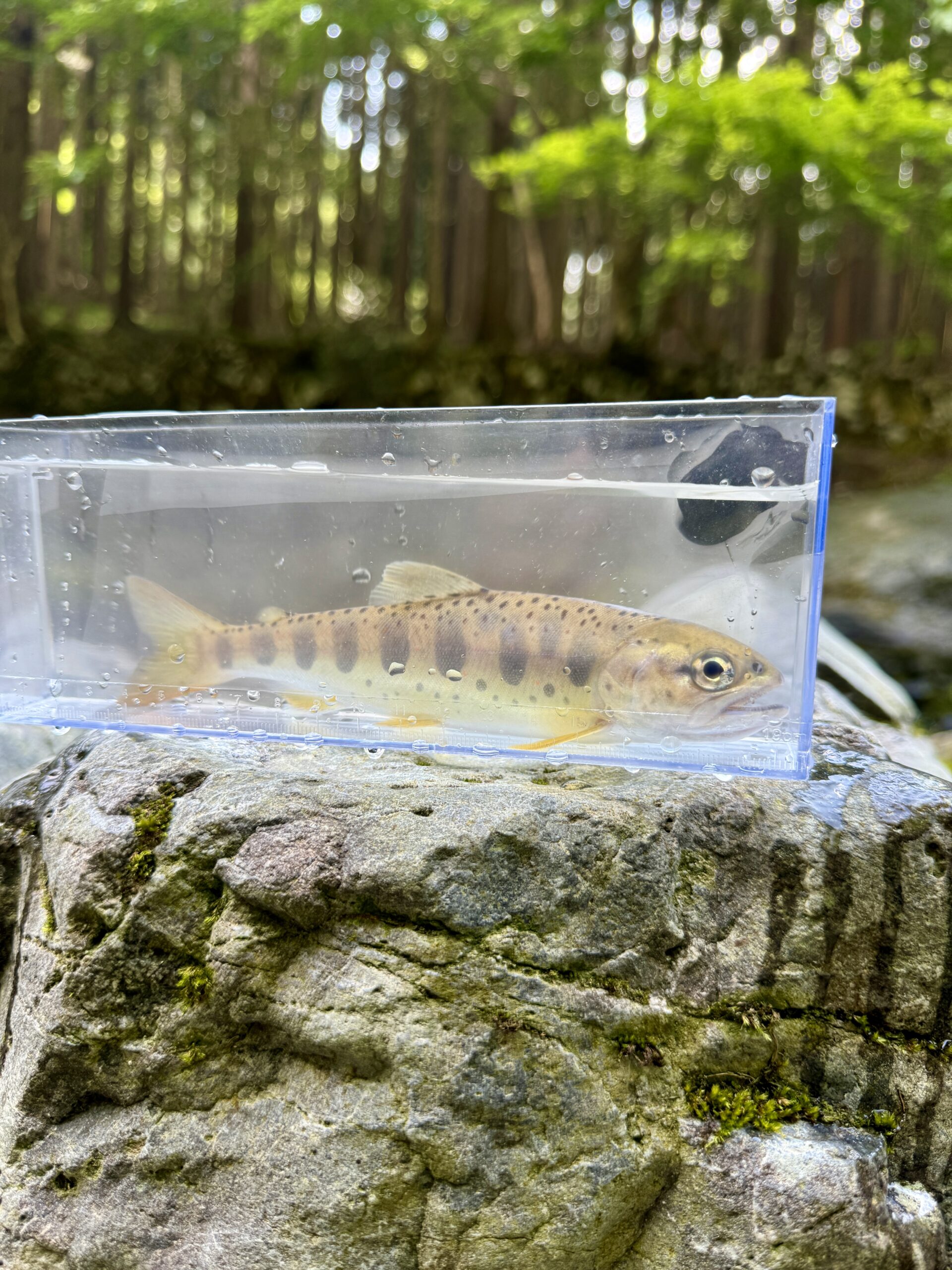 渓流ルアー釣り