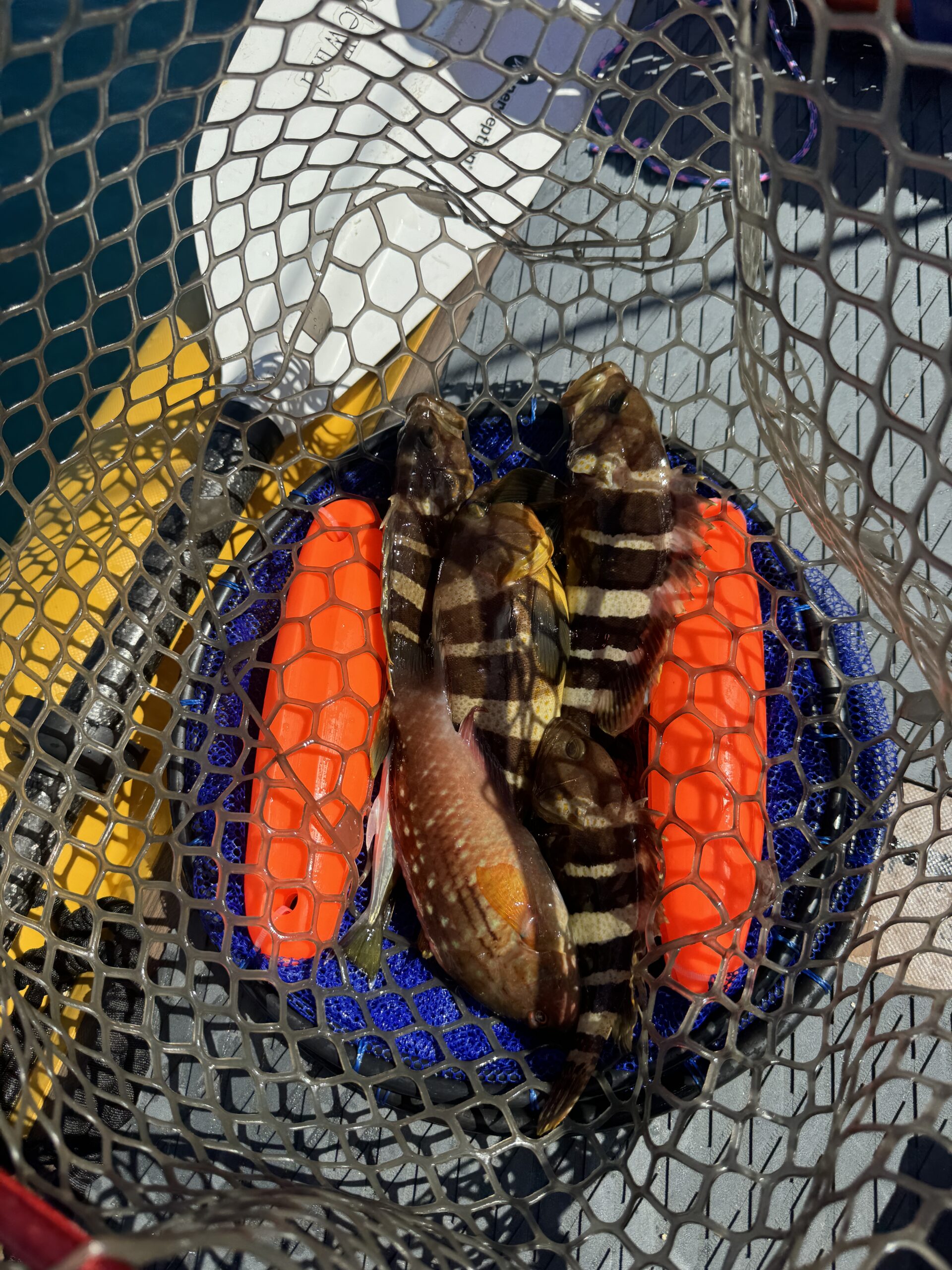 SUPフィッシング