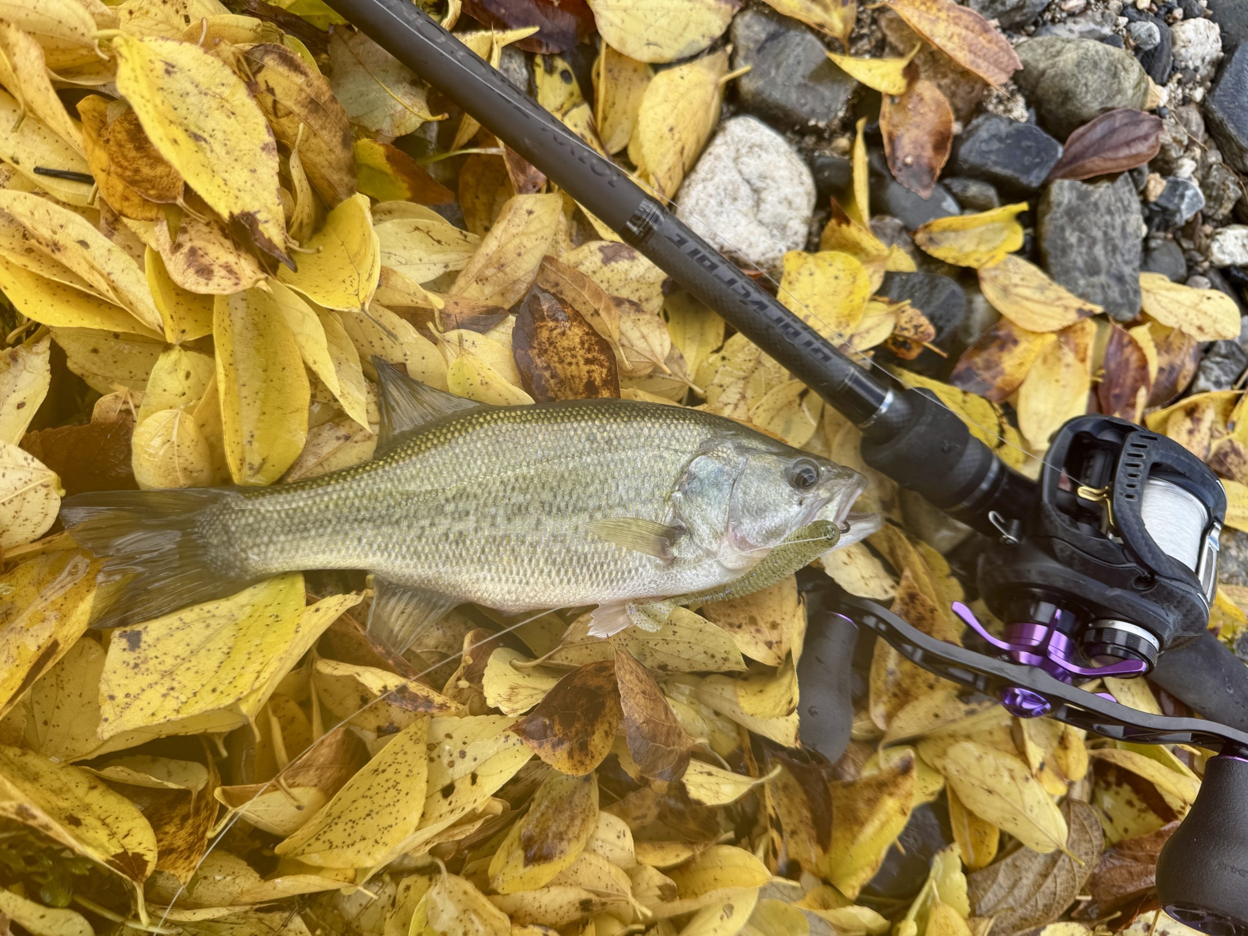 バスフィッシング