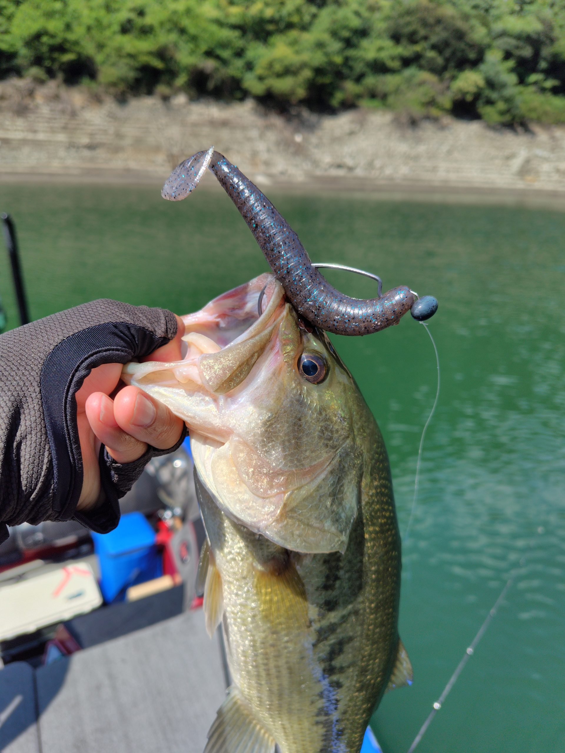 早明浦ダムバスフィッシング