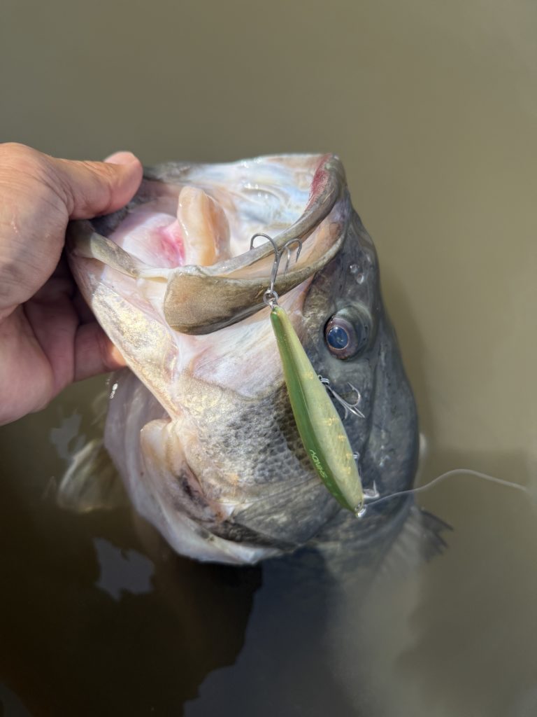 琵琶湖　バスフィッシング