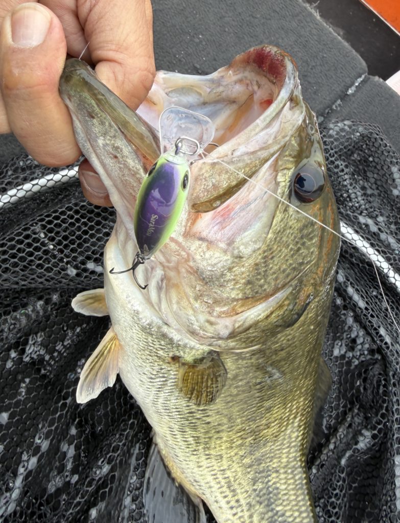 琵琶湖　バスフィッシング